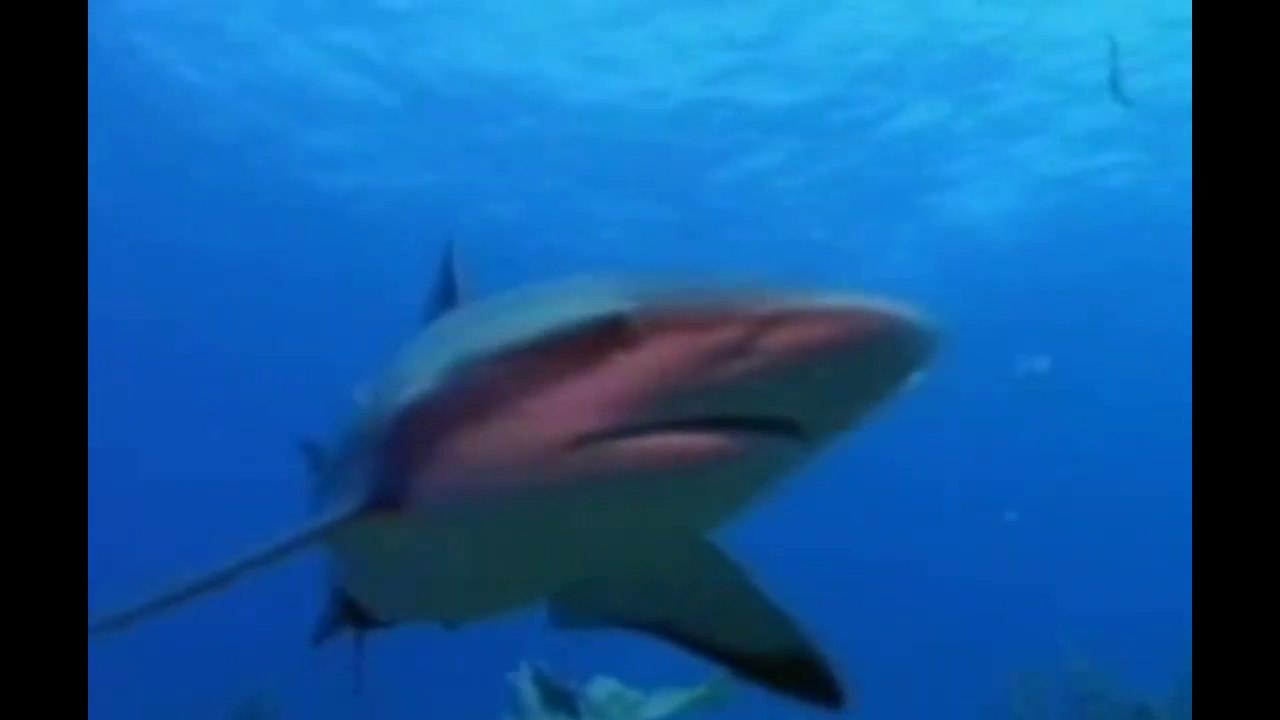 KOPEKBALIKLARININ  İLGİNÇ , ŞAŞIRTICI  ÖZELLİKLERİ