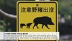 Hong Kong faces wild boar invasion as China welcomes the year of the pig