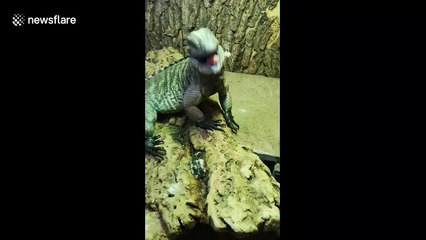 This iguana is so excited when his owner comes home after several days away