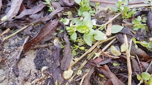 Rosliny jadalne Luty