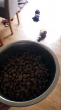 A chaque fois qu'il donne à manger à son chien