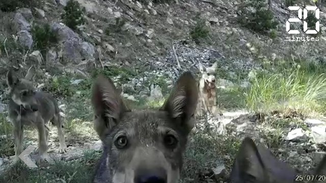 Ces louveteaux vont vous faire craquer - Le Rewind du Mercredi 27 Février 2019