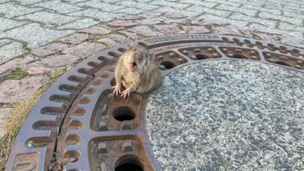 Twitter-Wirbel um Ratten-Rettung