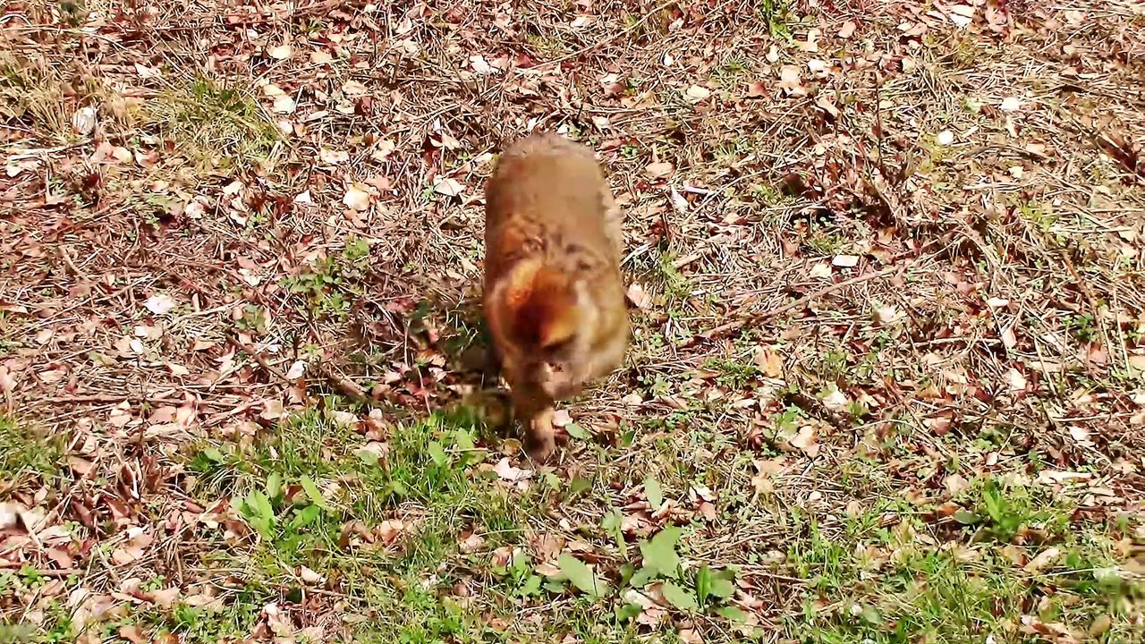 Zu Besuch im Wildpark Daun – 1