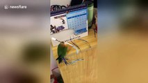 Parrot 'dresses up' by ripping up calendar to make fake tail feathers