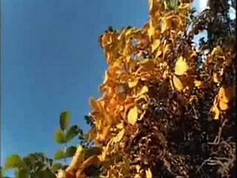 Tarja Turunen - Sadness In The Night (FanzNoize)