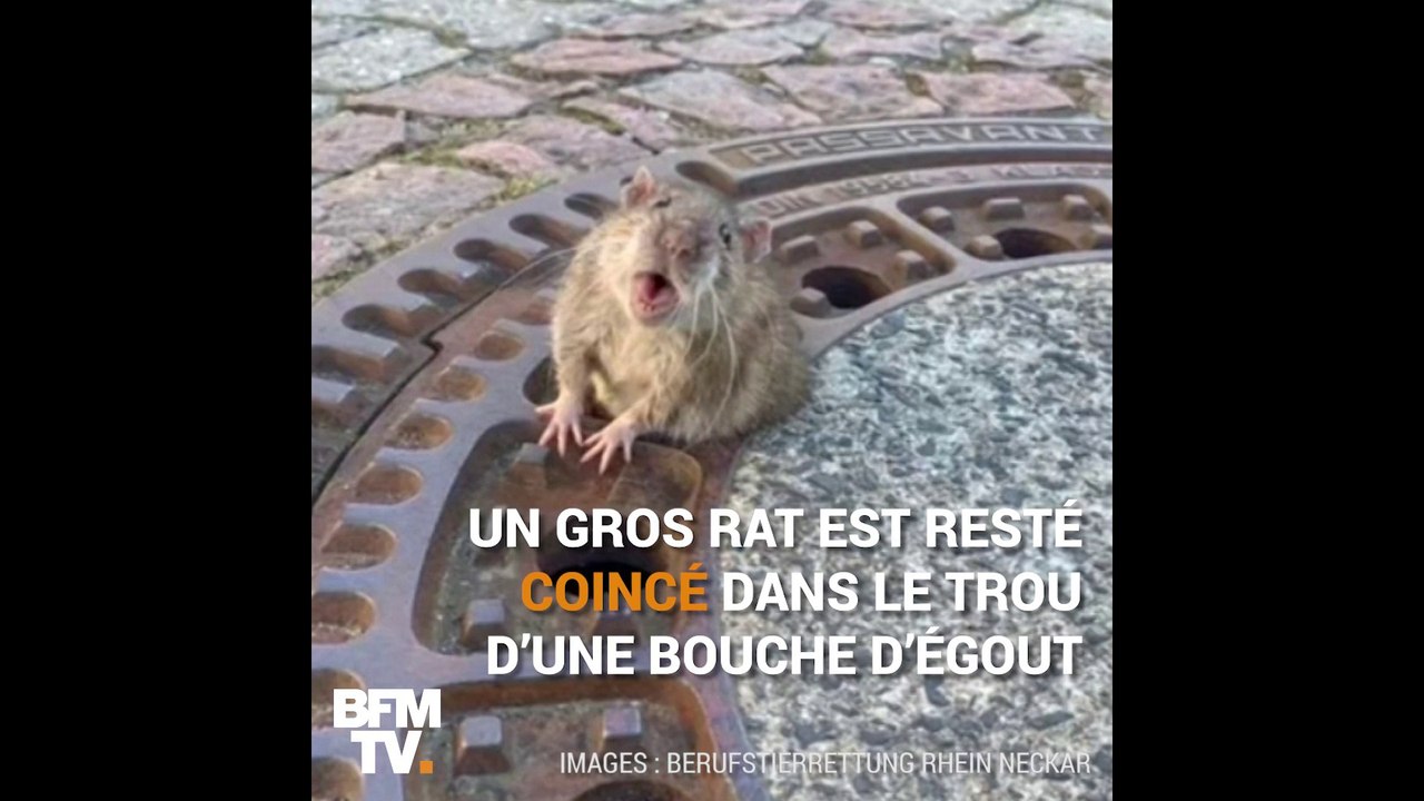 Un rat coincé dans une bouche d'égout est sauvé par des pompiers