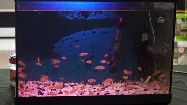 Öğrencilere akvaryum ve balık dağıtıldı - TRABZON