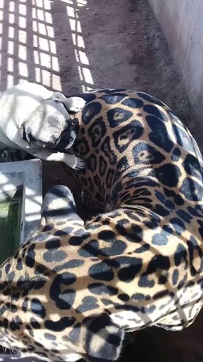 Pug Playfully Pesters Jaguar Pal