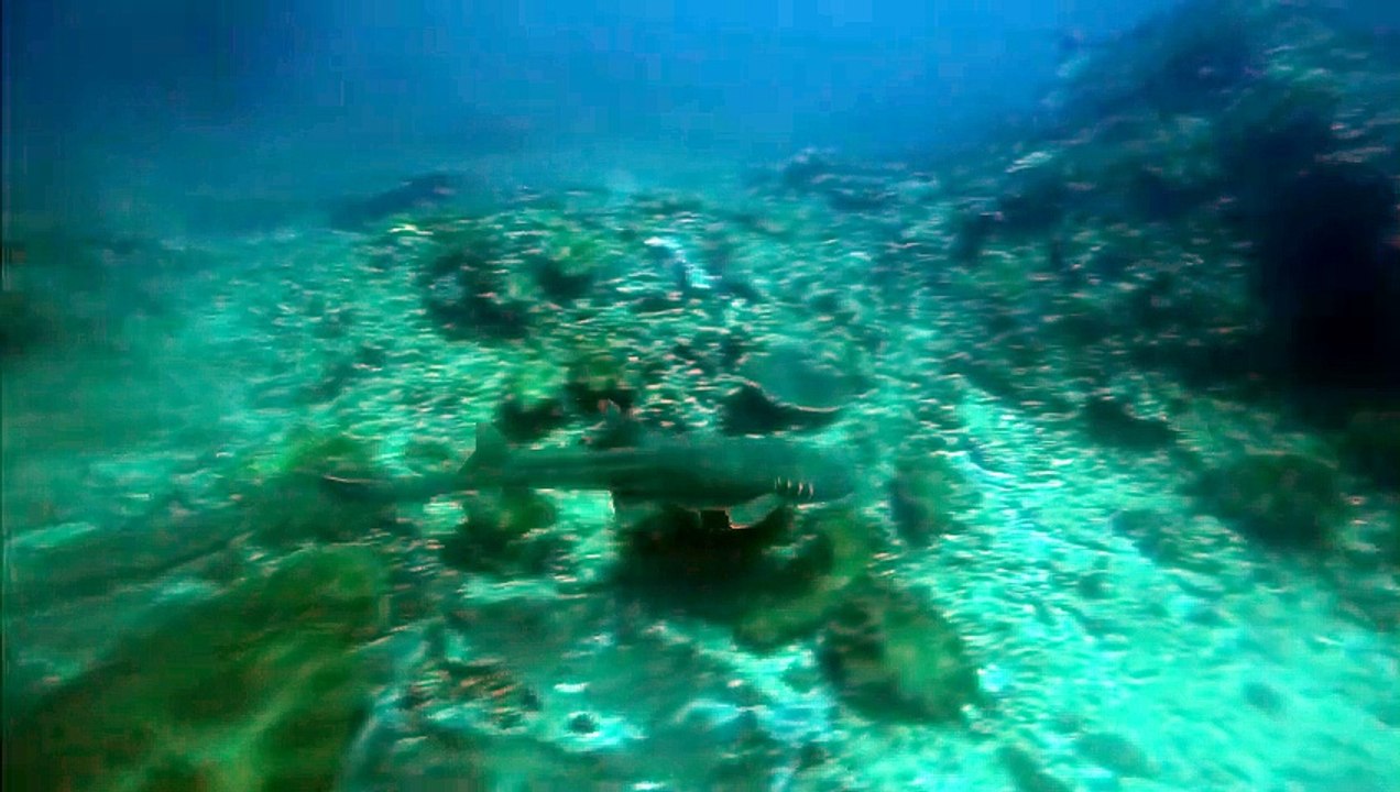 Shark Snags a Snack