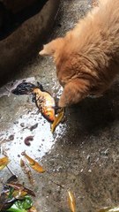 Dog Tries to Help Fish out of Water