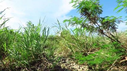 İLKEL YAŞAM NEHİRDEKİ YENGEÇLERİ BULUP IZGARA YAPMAK