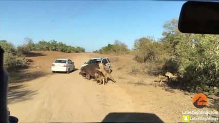 Un hippopotame menacé par des lions tente de se réfugier auprès de touristes