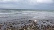 Un chien trouve un bébé dauphin échoué sur la plage de Criccieth