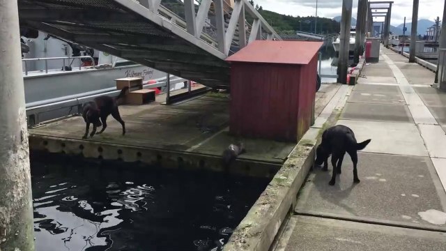 Une petite loutre joue avec 2 labradors... Moment adorable