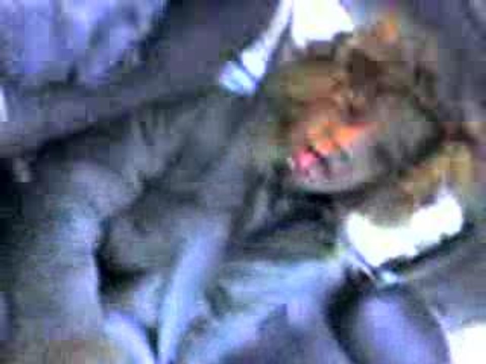 Kayou Zaizai members des black eyes peas