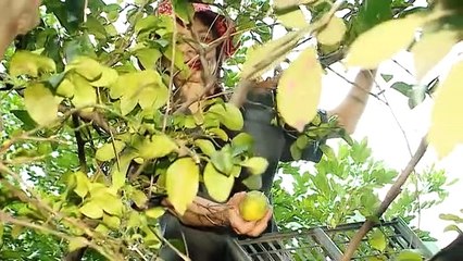 dbb-jill-bananos-270219