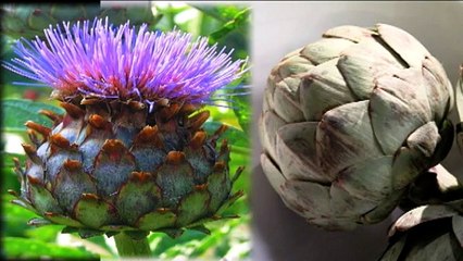 Cuire les artichauts