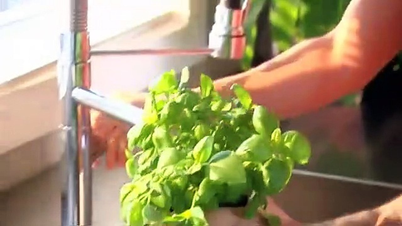 Conservation des fines herbes fraîches