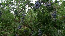Blueberries - Granby