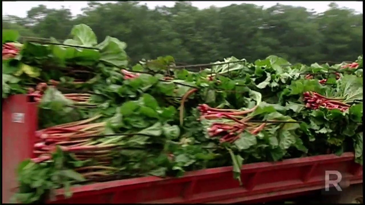 Rhubarb - St-Eustache