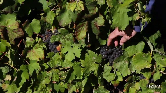 Vin rouge : d'où vient la couleur de l'étiquette?