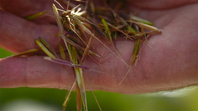 04 - Lac La Ronge wild rice, recognized for its high nutritional quality