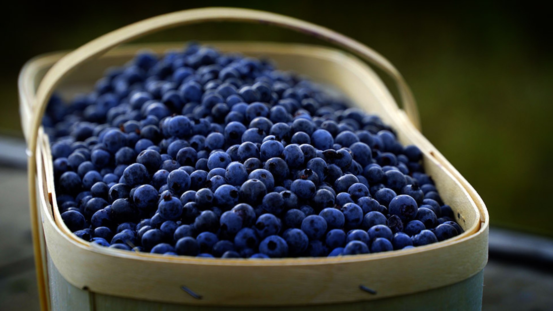 Quebec Wild Blueberries