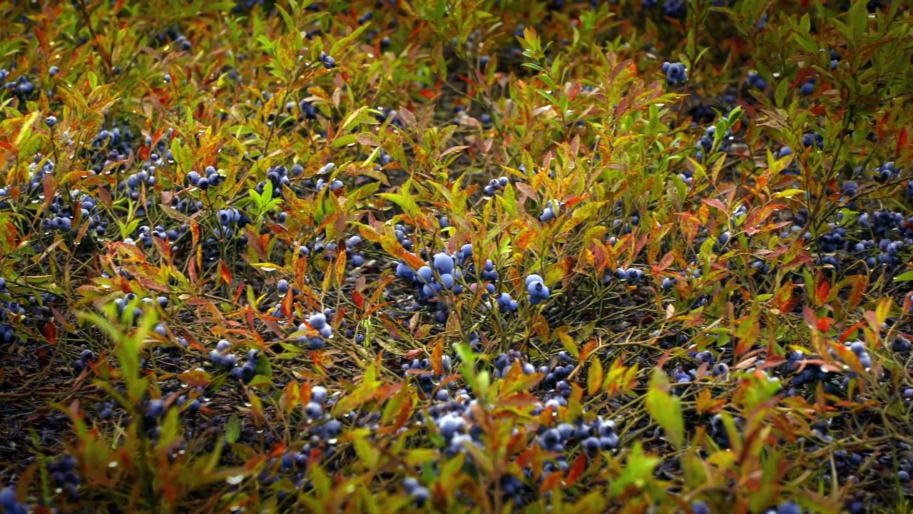 08 Le bleuet sauvage de SaintFélicien, l’emblème du SaguenayLac