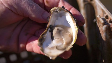 21 - L’huître Malpèque de Bayview, un mollusque de l’Atlantique au goût unique