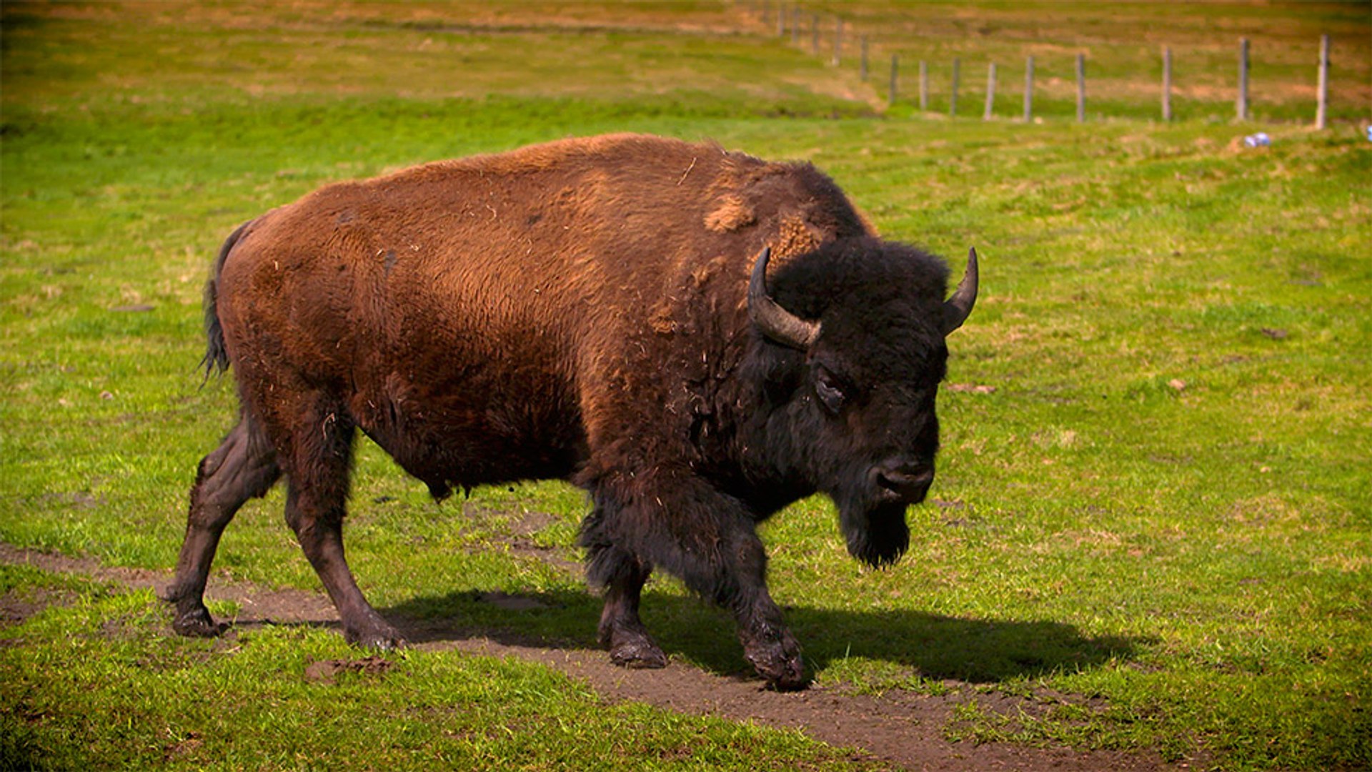 30 - Bentley bison, 100% natural meat