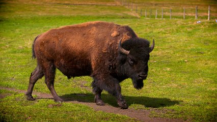 30 - Bentley bison, 100% natural meat