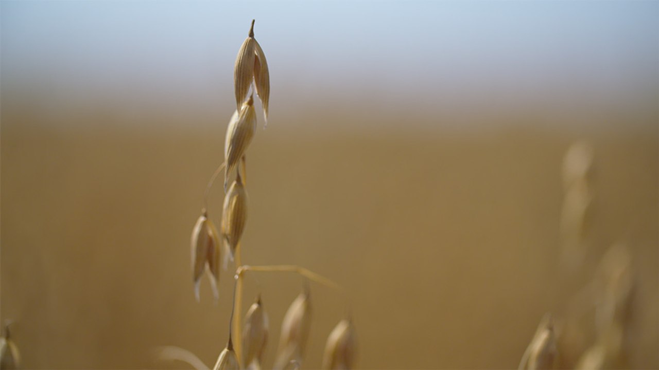 44 - Morris oats, a source of fibre exported around the world