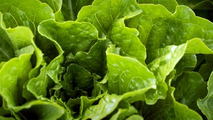 39 - Sherrington field lettuce, perfectly fresh and crisp