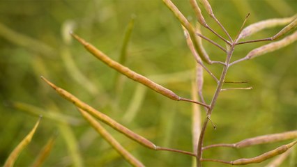 42 - Starbuck canola, a Canadian invention