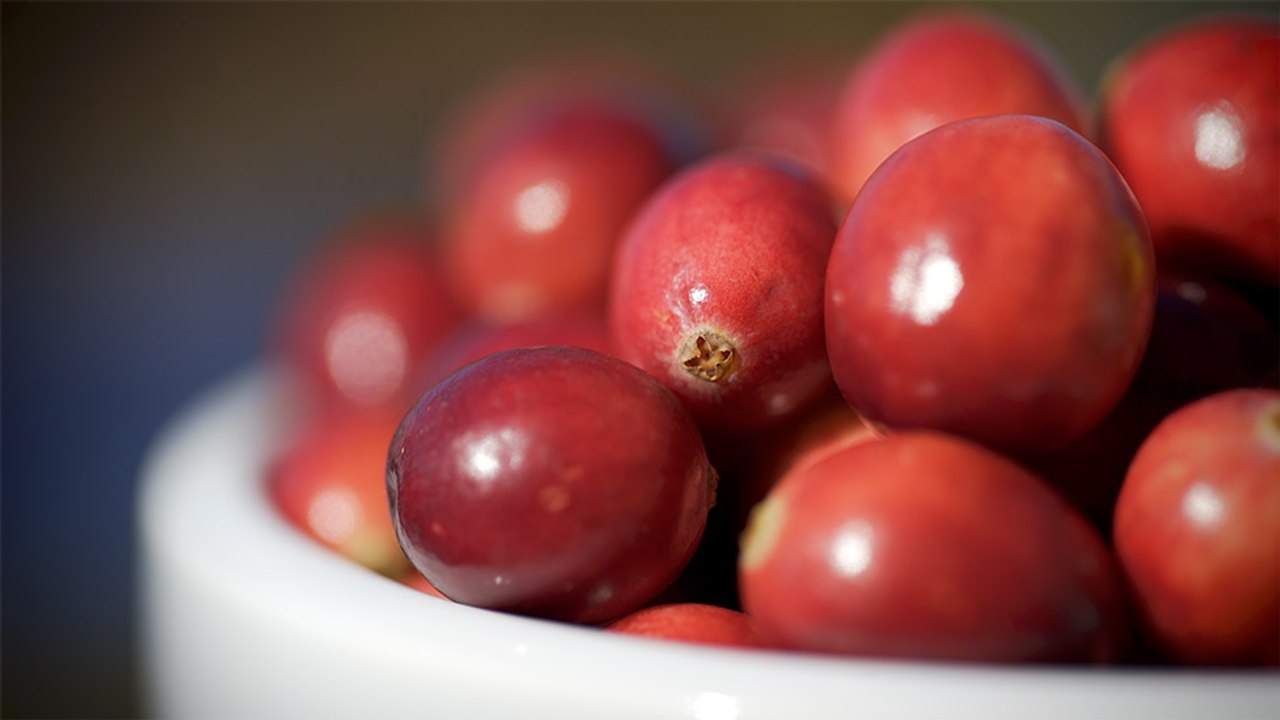 52 - Villeroy cranberries contribute to making Canada one of the largest cranberry producers in the world