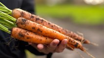 49 - Bradford carrots, one of the most widely grown field vegetables in the country