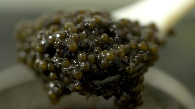 50 - Carters Point sturgeon caviar, the only wild and sustainable caviar in the world