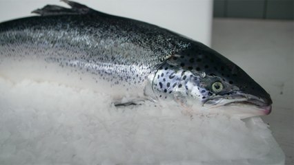 45 - Le saumon d’élevage de Kitasoo/Xai’xais, élevé pour préserver les ressources de demain