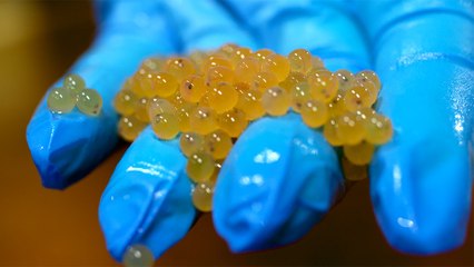 48 - Les œufs d’omble chevalier de Whitehorse, un gage de qualité pour les pisciculteurs