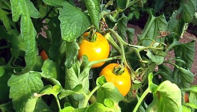 TOPO WEB RF3 60-SERRE TOMATES EN