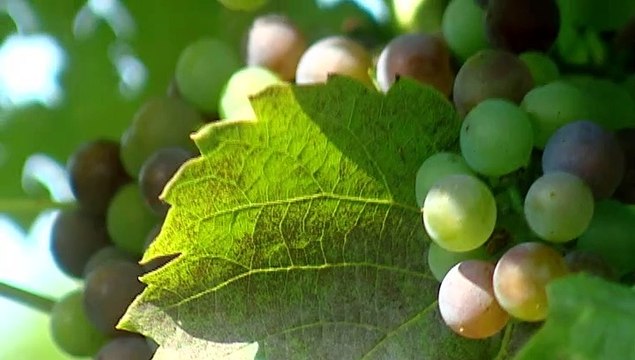 TOPO WEB RF3 73-VINAIGRE EN