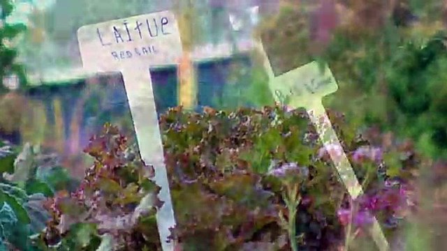 TOPO WEB RF3 64-HERBES SALEES EN