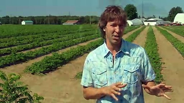 TOPO WEB RF3 63-CERISES DE TERRE EN