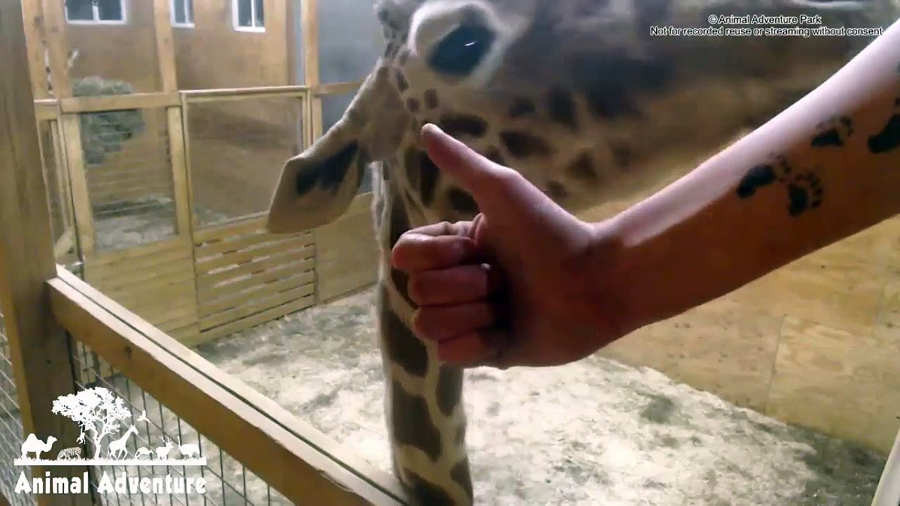 April the Giraffe Update with Corey