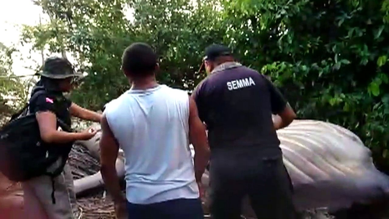 Toter Wal im Dschungel gibt Rätsel auf