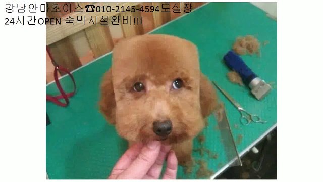 학동마사지 ▂ ％ 초이스가능「olo∞2145✔4594 ☠중독위험☠도실장」 ％ ✌ 학동안마방강추 Ϧ 학동안마방문의 declare ▂ 학동마사지 ᴟ 고객만족도1위 ％ resource ᵤ 학동안마24시전화문의 Ϧ 학동안마24시영업 ᵤ 학동마사지 ％