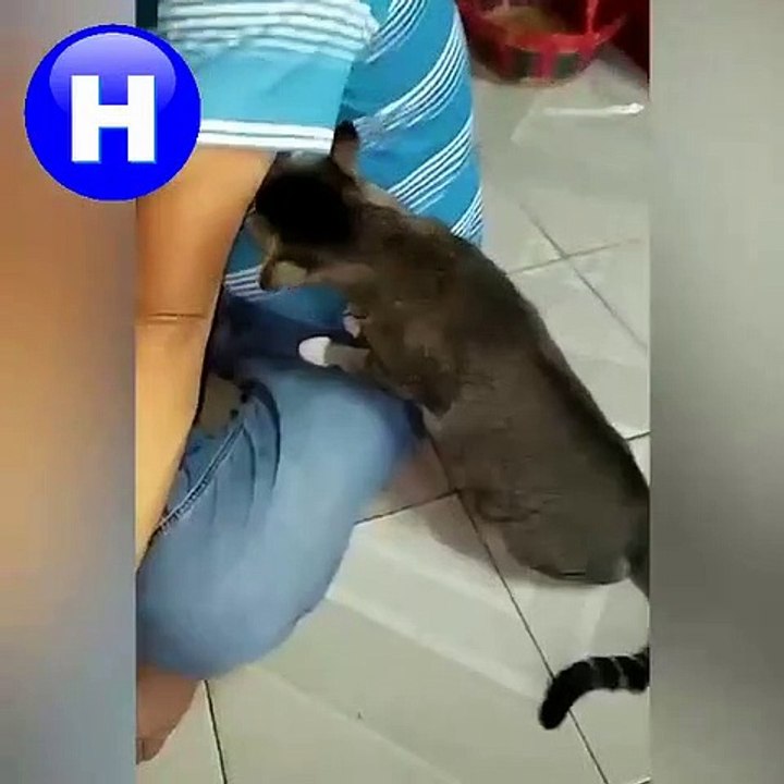 Dog & cat 16