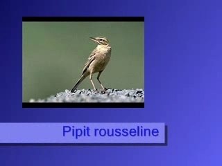 Pipit rousseline