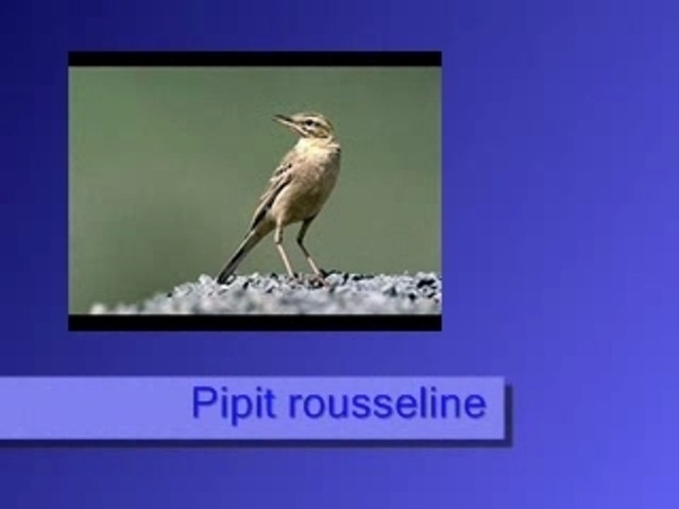 Pipit rousseline
